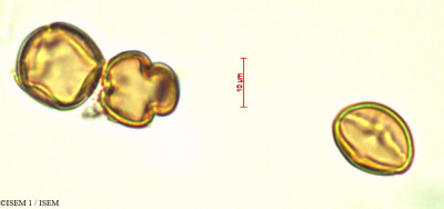 ISEM 1/Cybianthus_humilis_29321/Cybianthus_humilis_29321_0001(copy)_thumb.jpg